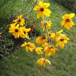 Helianthus salicifolius Цветок
