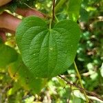 Smilax herbacea ഇല