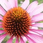 Echinacea angustifolia 花