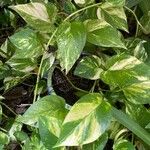 Epipremnum aureum पत्ता