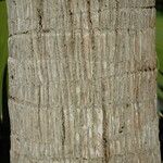 Pritchardia affinis Bark