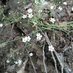 Gypsophila muralis Costuma