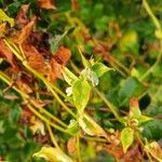 Fallopia dumetorum Hoja