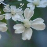Chaerophyllum villarsii Blodyn