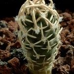 Pediocactus peeblesianus ᱛᱟᱦᱮᱸ