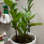 Zamioculcas zamiifolia ᱛᱟᱦᱮᱸ