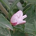 Borrichia frutescens 花