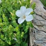 Barleria robertsoniae Kvet