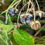 Rubus caesius ഫലം