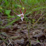 Eulophia acutilabra Flower