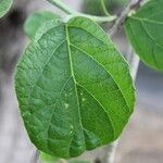 Cordia africana Blad