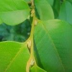 Chrysophyllum hirsutum Leaf