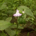 Mimulus alatus Habitus