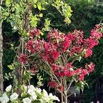 Cestrum elegans Çiçek