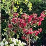 Cestrum elegans Kvet