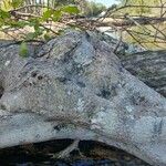 Ficus thonningii Bark