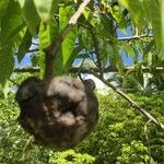 Annona reticulata Fruit