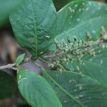 Arachnothryx buddleioides Φύλλο