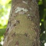 Xylopia pulcherrima Corteza