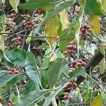 Elaeagnus multiflora Fruit