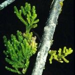 Dacrydium lycopodioides Habitus