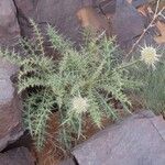 Echinops spinosissimus Liść