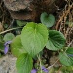 Viola suavis 葉