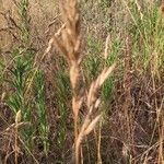 Bromus lanceolatus Blatt