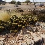 Bergerocactus emoryi Bark