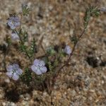 Phacelia distans Elinympäristö