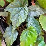 Begonia formosana Leaf