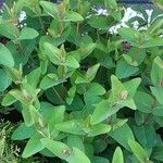 Hypericum androsaemum Агульны выгляд