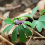 Corydalis pumila Flower