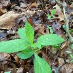 Oclemena acuminata Blad