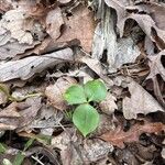 Trillium cernuum Leaf