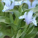 Iris willmottiana Flower