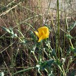 Glaucium flavum Virág