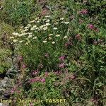 Leucanthemum monspeliense Habit