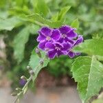 Duranta erecta Blomst