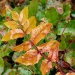 Berberis repens Folla