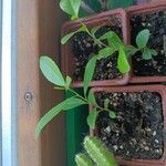 Catha edulis Φύλλο