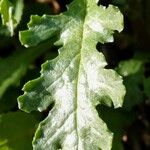 Senecio vulgaris Levél