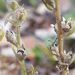 Linaria arenaria Fruit