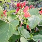 Phaseolus coccineus Flower