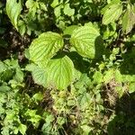 Cornus sanguineaList