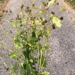 Geum laciniatumFruit