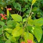 Crossandra nilotica Habit