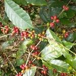 Coffea canephora Kvet