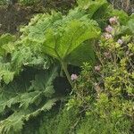 Gunnera tinctoria Blad