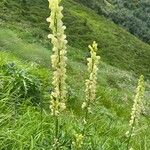 Aconitum vulparia Flower